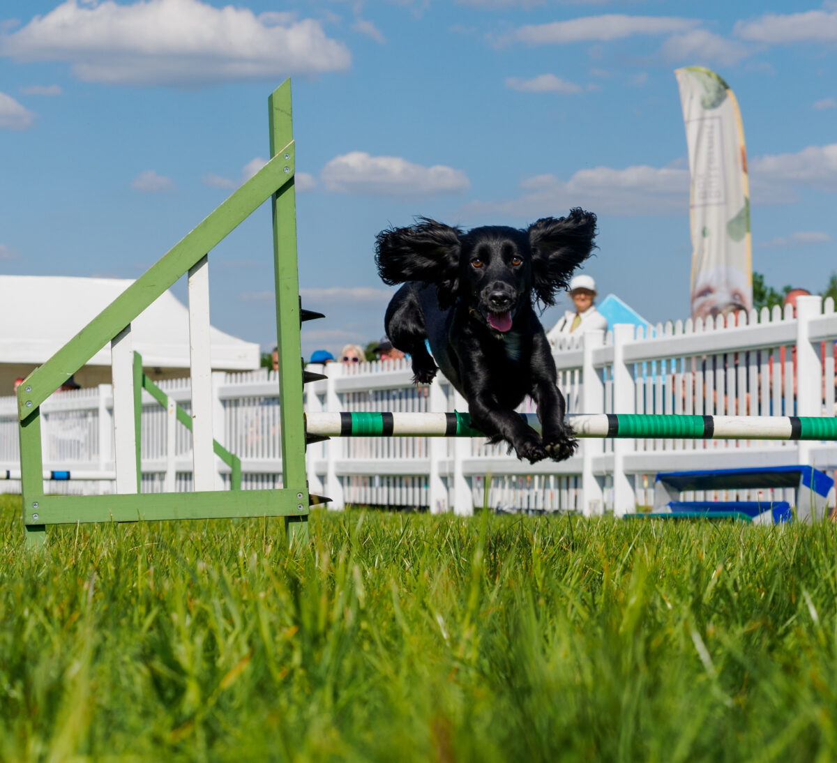 Dog Fest @ Ashton Court – Saturday 6th September  – PRE PAID ONLY